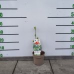 Asimina trojlaločná (Asimina triloba) ´SUNFLOWER´ - výška 25-30 cm, kont. C2L